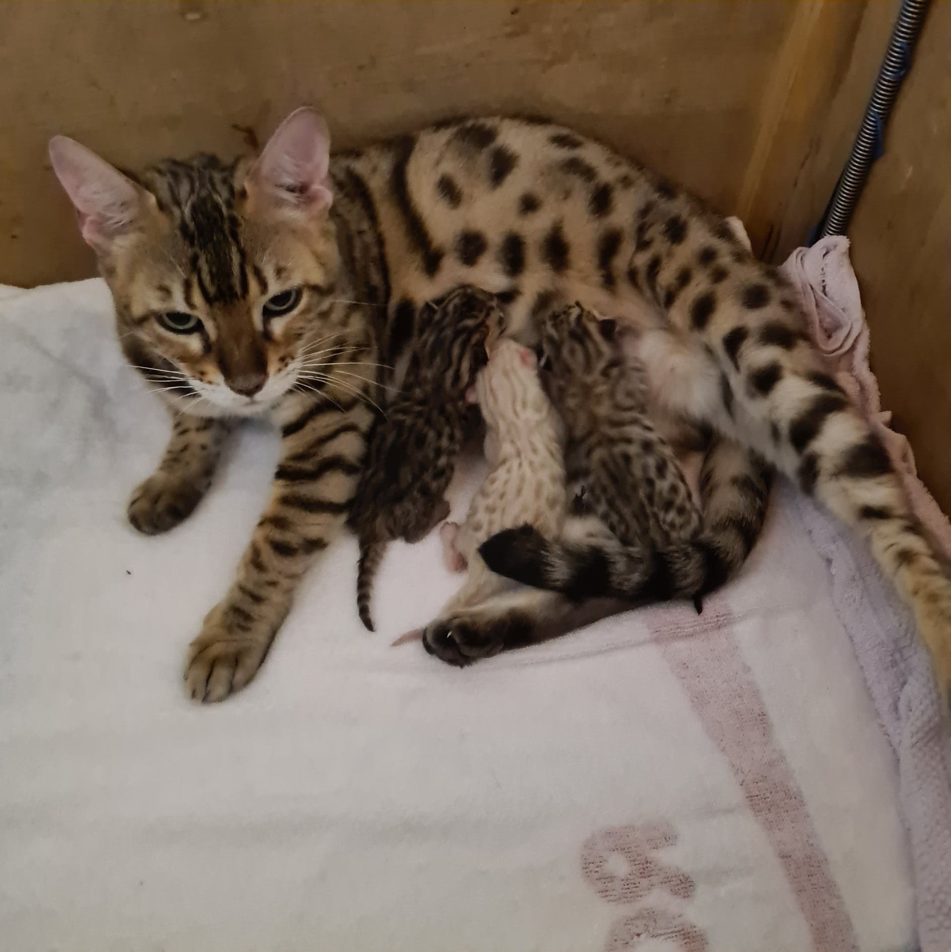 kittens in nest
