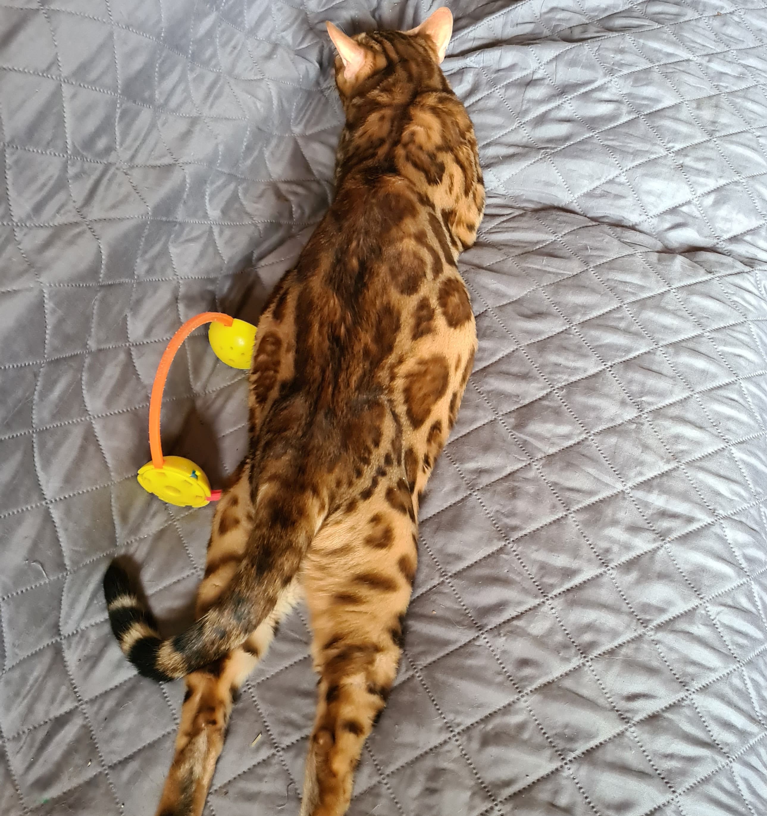DIT IS WORDEN KITTENS VAN WENDY EN WIBO