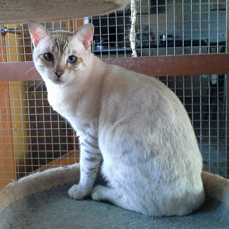 Bazil dekkater